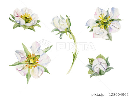 Early spring flower buds in water dew drops. Strawberry raspberry cherry sakura, hand drawn in watercolor anemone primrose daisy. Single object isolated botanical illustration. Wedding florist shop Early spring flower buds in water dew drops. Strawberry raspberry cherry sakura, hand drawn in watercolor anemone primrose daisy. Single object isolated botanical illustration. Wedding florist shop 128004962