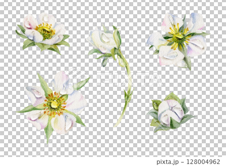 Early spring flower buds in water dew drops. Strawberry raspberry cherry sakura, hand drawn in watercolor anemone primrose daisy. Single object isolated botanical illustration. Wedding florist shop Early spring flower buds in water dew drops. Strawberry raspberry cherry sakura, hand drawn in watercolor anemone primrose daisy. Single object isolated botanical illustration. Wedding florist shop 128004962