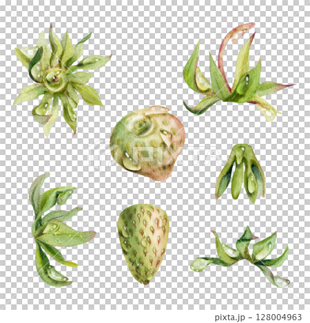 Strawberry fruit receptacle seed pod torus cluster petals leaves on stem, forest pineberry strasberry snakeberry. Botanical isolated element illustration hand drawn in watercolor. Poster scrapbooking 128004963