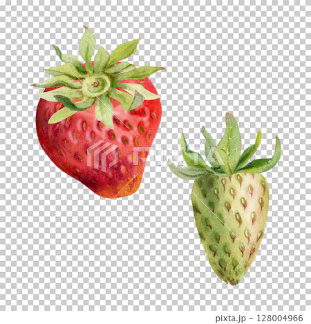 Strawberry ripe fruit with leaves crown receptacle, garden strasberry pineberry berry. Botanical isolated illustration hand drawn in watercolor. Home preserves cookbook, grocery store food closeup 128004966