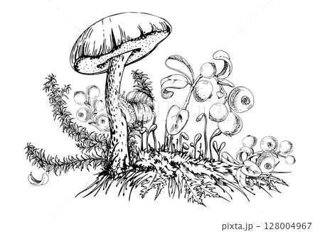 Birch bolete cep leccinum mushroom fungus, scaber stalk with snail, horsetail plant, cranberry lingonberry berries twigs on top of moss cushion with spore stalks. Illustration hand drawn in vector ink Birch bolete cep leccinum mushroom fungus, scaber stalk with snail, horsetail plant, cranberry lingonberry berries twigs on top of moss cushion with spore stalks. Illustration hand drawn in vector ink 128004967