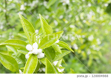 雨上がりのすだちの花 雨上がりのすだちの花 128004988