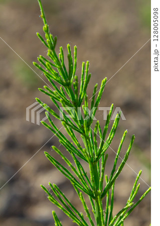 Horsetail field Equisetum arvense grows in the wild Horsetail field Equisetum arvense grows in the wild 128005098