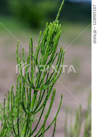 Horsetail field Equisetum arvense grows in the wild Horsetail field Equisetum arvense grows in the wild 128005107