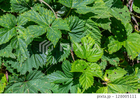 hop leaves. Humulus. green leaves of a climbing plant. natural autumn background, leaves close up. light, bright hop leaves. hop leaves. Humulus. green leaves of a climbing plant. natural autumn background, leaves close up. light, bright hop leaves. 128005111
