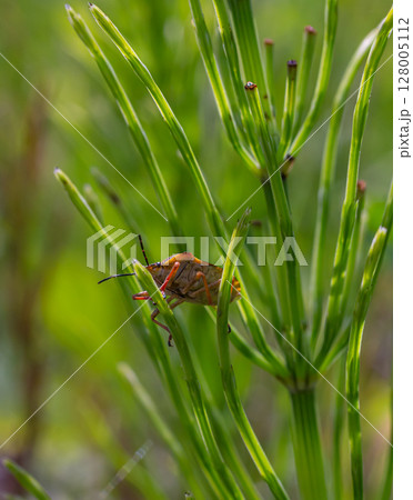 Horsetail field Equisetum arvense grows in the wild 128005112