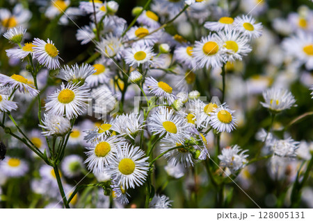 Erigeron annuus known as annual fleabane, daisy fleabane, or eastern daisy fleabane 128005131