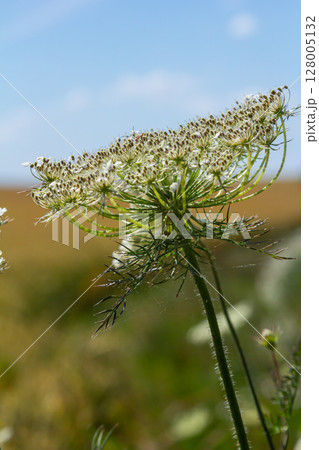 Daucus carota known as wild carrot blooming plant 128005132