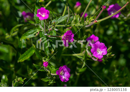 willow-herb epilobium hirsutum during flowering. Medicinal plant with red flowers 128005138