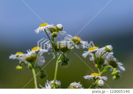 Erigeron annuus known as annual fleabane, daisy fleabane, or eastern daisy fleabane Erigeron annuus known as annual fleabane, daisy fleabane, or eastern daisy fleabane 128005140