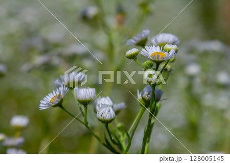 Erigeron annuus known as annual fleabane, daisy fleabane, or eastern daisy fleabane 128005145