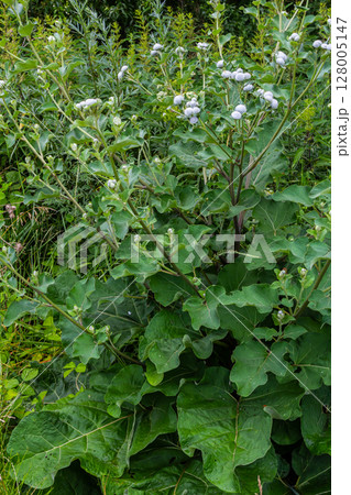 Arctium tomentosum, commonly known as the woolly burdock is a species of burdock belonging to the family Asteraceae 128005147