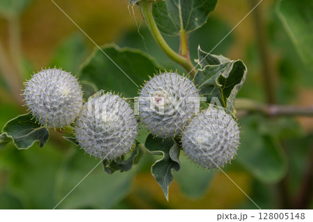 Arctium tomentosum, commonly known as the woolly burdock is a species of burdock belonging to the family Asteraceae 128005148