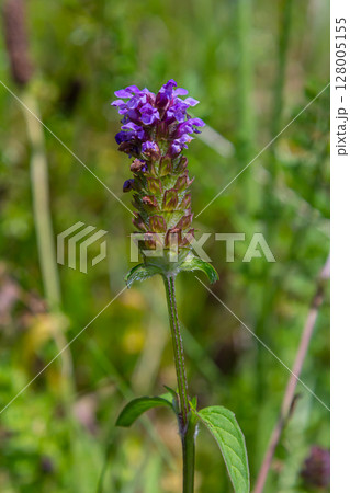Prunella Vulgaris makro single natural flower, medicinal herbs nature background 128005155