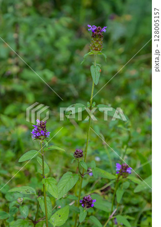 Prunella Vulgaris makro single natural flower, medicinal herbs nature background Prunella Vulgaris makro single natural flower, medicinal herbs nature background 128005157