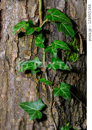 Fresh bright green leaves of ivy Hedera helix on grey-brown tree bark Fresh bright green leaves of ivy Hedera helix on grey-brown tree bark 128005168