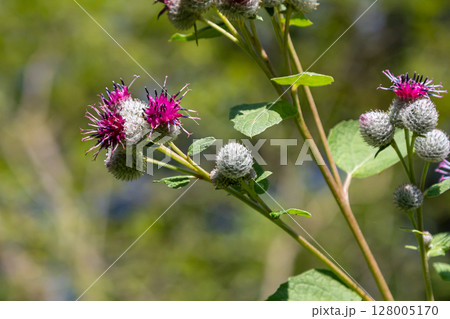 Arctium tomentosum, commonly known as the woolly burdock is a species of burdock belonging to the family Asteraceae 128005170