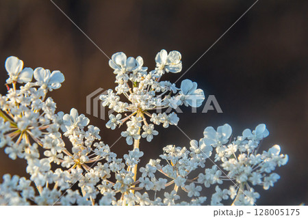 Daucus carota known as wild carrot blooming plant Daucus carota known as wild carrot blooming plant 128005175