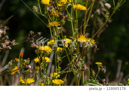 Hieracium laevigatum or smooth hawkweed. Hieracium, known by the common name hawkweed and classically as hierakion. Floral desktop background. Hieracium caespitosum, commonly known as meadow hawkweed Hieracium laevigatum or smooth hawkweed. Hieracium, known by the common name hawkweed and classically as hierakion. Floral desktop background. Hieracium caespitosum, commonly known as meadow hawkweed 128005178