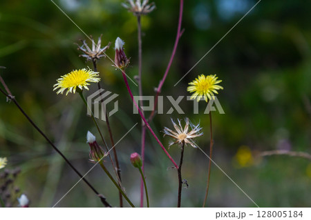 Hieracium laevigatum or smooth hawkweed. Hieracium, known by the common name hawkweed and classically as hierakion. Floral desktop background. Hieracium caespitosum, commonly known as meadow hawkweed Hieracium laevigatum or smooth hawkweed. Hieracium, known by the common name hawkweed and classically as hierakion. Floral desktop background. Hieracium caespitosum, commonly known as meadow hawkweed 128005184