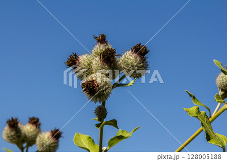 Arctium tomentosum, commonly known as the woolly burdock is a species of burdock belonging to the family Asteraceae 128005188