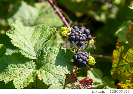 Close-up shot of the European dewberry Rubus caesius growing in the forest with maturing, ripe fruits in bright sunlight Close-up shot of the European dewberry Rubus caesius growing in the forest with maturing, ripe fruits in bright sunlight 128005192