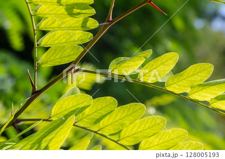 Close up of a Brown Robinia pseudoacacia Branches against a bright nature background 128005193