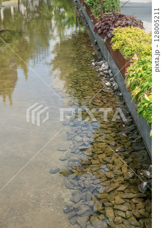 Tree, flowers and stream in a public park during summer, near Hongik University Station, Seoul, South Korea. 128005211
