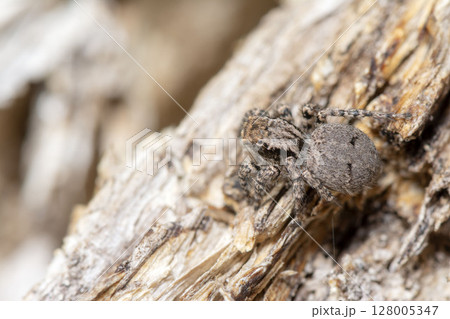 ヤマジハエトリ 128005347