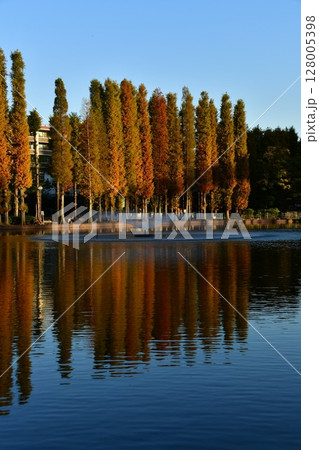 メタセコイアの紅葉 メタセコイアの紅葉 128005398