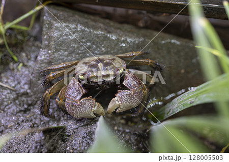 クロベンケイガニ 128005503