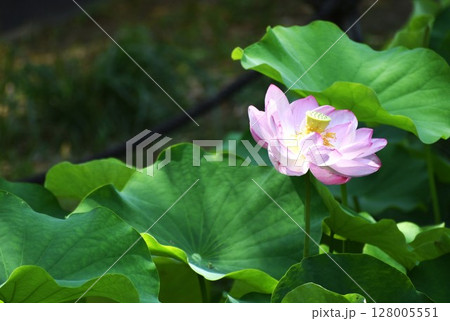ピンクの大輪、蓮の花 128005551