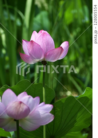 ピンクの大輪、蓮の花 128005554