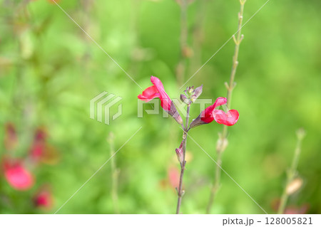 サルビア チェリーセージ 夏 花 素材 128005821