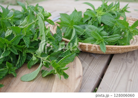 フレッシュなハーブ、キューバミント、モヒート、 フレッシュなハーブ、キューバミント、モヒート、 128006060