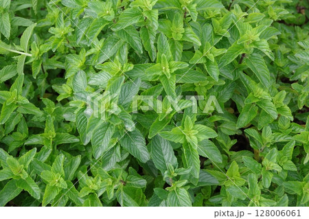 フレッシュなハーブ、キューバミント、モヒート、 フレッシュなハーブ、キューバミント、モヒート、 128006061