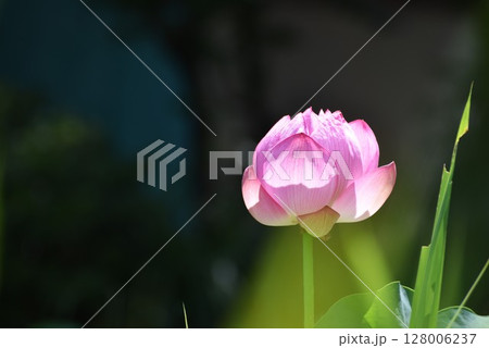ピンクの大輪、蓮の花 ピンクの大輪、蓮の花 128006237