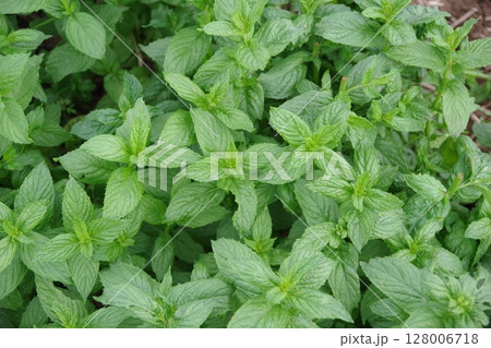 フレッシュなハーブ、スペアミント、ミント、新鮮なハーブ フレッシュなハーブ、スペアミント、ミント、新鮮なハーブ 128006718