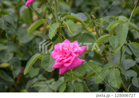 ピンクのバラ 植物園 公園 夏 7月 素材 128006727