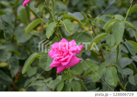 ピンクのバラ 植物園 公園 夏 7月 素材 128006729