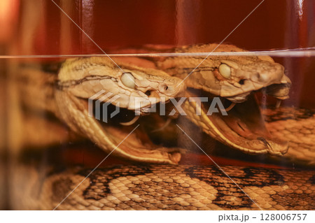 沖縄名物のハブ酒 沖縄名物のハブ酒 128006757