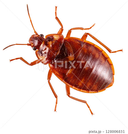Dead brown hissing cockroach macro detail, isolated on white background 128006831