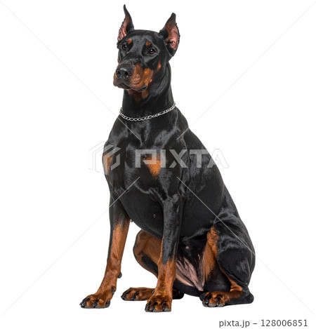 Black Doberman Pinscher puppy isolated on a white background 128006851