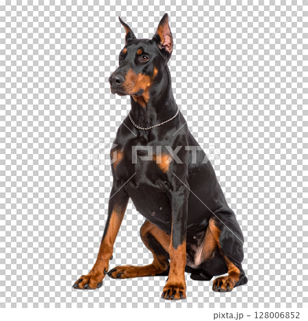 Black Doberman Pinscher puppy isolated on a white background 128006852