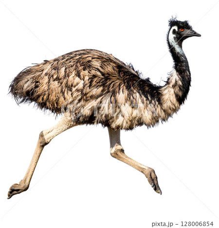 Flightless ostrich with long neck and beak on a white background 128006854