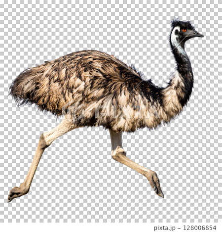 Flightless ostrich with long neck and beak on a white background Flightless ostrich with long neck and beak on a white background 128006854
