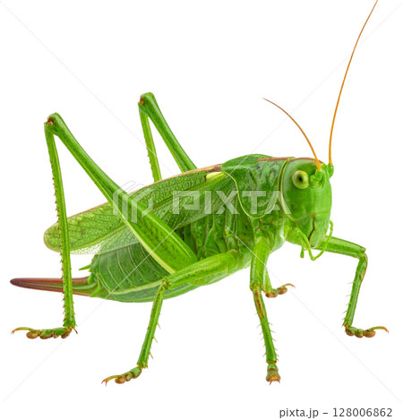 A close-up of a green grasshopper or locust, an insect pest, isolated on a clean white background A close-up of a green grasshopper or locust, an insect pest, isolated on a clean white background 128006862