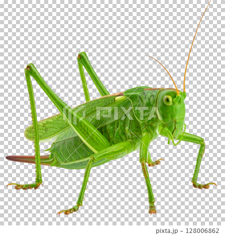 A close-up of a green grasshopper or locust, an insect pest, isolated on a clean white background A close-up of a green grasshopper or locust, an insect pest, isolated on a clean white background 128006862
