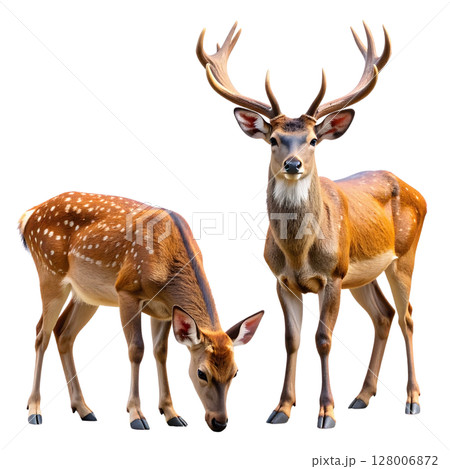 Fallow deer isolated on white, a wild mammal with antlers, a perfect vector silhouette illustration for nature and wildlife themes 128006872