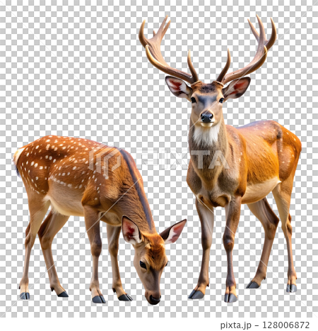 Fallow deer isolated on white, a wild mammal with antlers, a perfect vector silhouette illustration for nature and wildlife themes 128006872